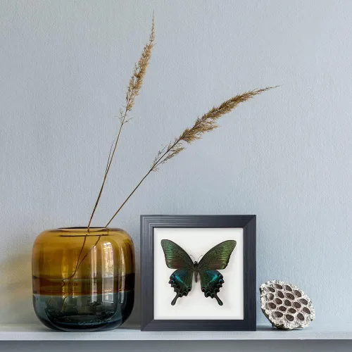 Miniatura 8 de ITrixgan Taxidermia enmarcada de mariposa real, espécimen de mariposa para clase de ciencias para amantes de los insectos, decoración gótica