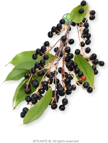 Miniatura 3 de Cereza Negra Europea Semillas Premium Prunus padus 'Fruit' Plants'® (Premium Seeds, 5)