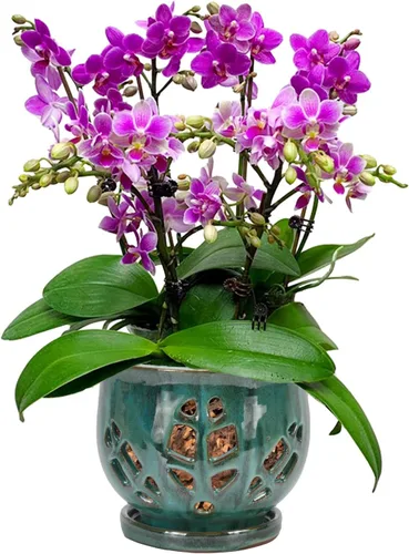 Miniatura 13 de W&W Maceta de orquídeas con agujeros y platillo para trasplantar, azul, 6.5 pulgadas