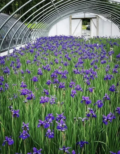 Miniatura 3 de Perennial Farm Marketplace Iris s. 'Hermano del César' (Siberiano) Perenne, tamaño # 1 contenedor, flores azul-violeta profundo