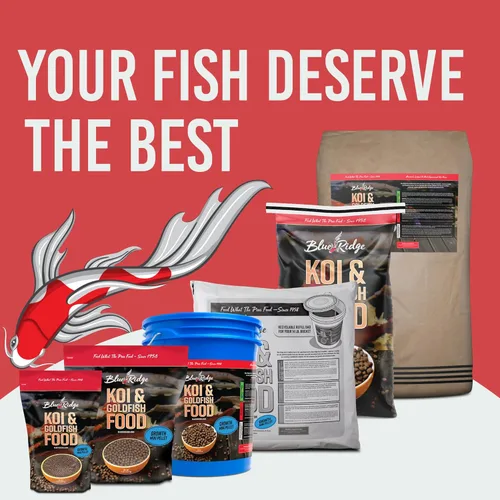 Miniatura 8 de Blue Ridge comida para peces Koi 2 libras - Fórmula de crecimiento mini para peces Koi, comida para peces dorados, comida premium para peces