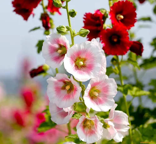 Miniatura 3 de Semillas Mezcla de Semillas de Malvarrosa Malva 30+ Semillas para Plantar Flores Perennes Vistosas Mezcla Multicolor