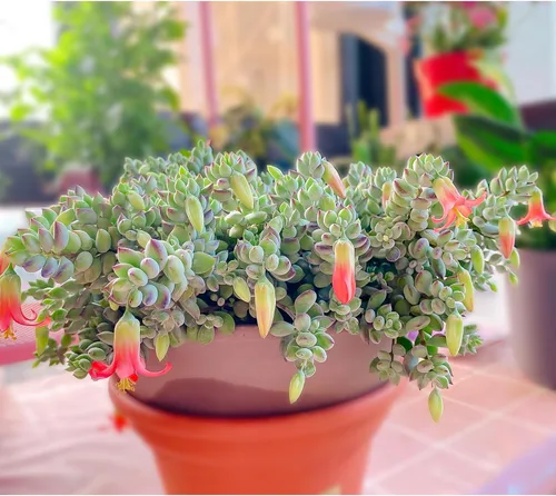 Miniatura 4 de Cotyledon Pendens de 4 pulgadas, suculenta viva completamente enraizada en macetas con mezcla de tierra, planta doméstica rara para la decoración