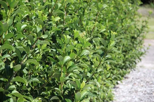 Miniatura 2 de Sweet Viburnum Odoratissimum 3 plantas vivas de tamaño #1 Arbustos de detección de privacidad de hoja perenne de rápido crecimiento