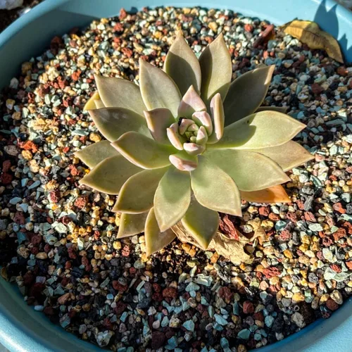 Miniatura 6 de 2.4 libras Mezcla de guijarros de roca volcánica hortícola para bonsái, piedra pómez para plantas suculentas y cactus, grava decorativa arenosa