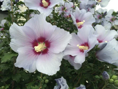 Miniatura 5 de Semillas Malvavisco Althaea officinalis No GMO Heirloom