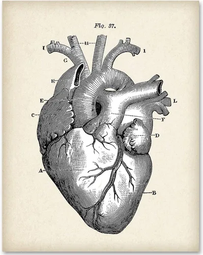 Anatomical Heart - Impresión artística de anatomía sin marco de 11 x 14 pulgadas, póster de anatomía vintage para médicos, enfermeras, estudiantes