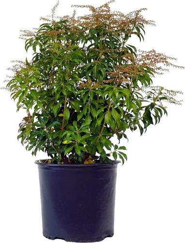 Miniatura 10 de Pieris jap. 'Compacta' (Andrómeda japonesa compacta) Evergreen, #3 - Contenedor