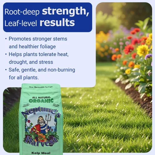 Miniatura 5 de Neptune's Harvest Alimento orgánico para plantas de algas marinas (1-0-2) – Bolsa resellable de 4 libras – Fertilizante multiusos de algas marinas