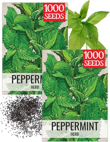 Miniatura 13 de Seed Needs, Semillas de menta – 1000 semillas tradicionales para plantar Mentha piperita – Hierba medicinal/culinaria, sin OMG y sin tratar – Ideal