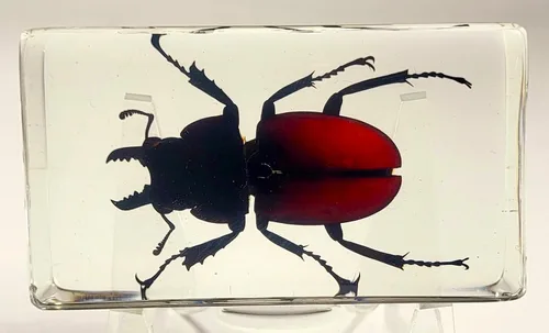 Miniatura 32 de Escarabajo británico Chafer de rosa real de 1.732 pulgadas en resina de lucita cristalina, muestra preservada de cetonia aurata, insectos