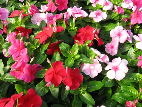 Miniatura 4 de Semillas Bígaro Madagascar Mix - Vinca - Flores perennes para plantar - Sin OMG