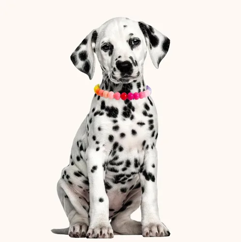 Miniatura 3 de Collar de perlas con cuentas para perro, hecho a mano, collar de perro elegante con campana, joyería para perros pequeños y cachorros