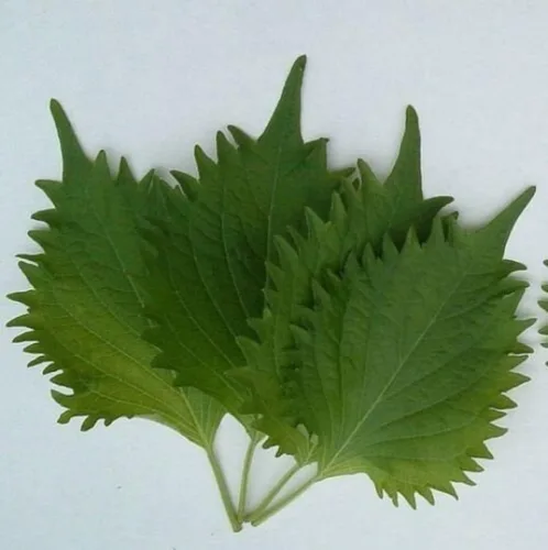 200 semillas verdes SHISO AO Green Ohba Ao Perilla japonesa frutescens VAR Crispa - Hierba asiática sin OMG