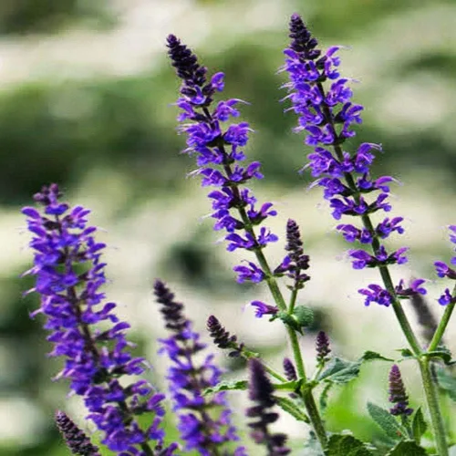 Miniatura 7 de Seeds Garden Sage Medicinal - Salvia Officinalis - Tulasi de interior - Hierbas tradicionales - Sin OMG