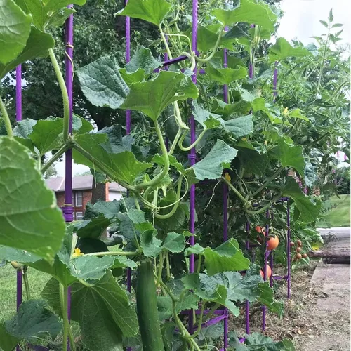 Miniatura 2 de Jaula de tomate de 5 pies de alto sin empalme, paquete de 6 estacas de tomate grandes, estacas para plantas de jardín, soportes de escalada, 40