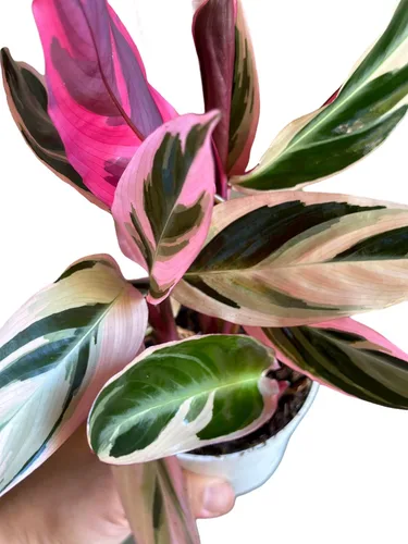Miniatura 2 de Plantas vivas Stromanthe Triostar, planta de oración tricolor, 12-16 pulgadas de alto, planta de interior, hermosa planta viva de interior, fácil
