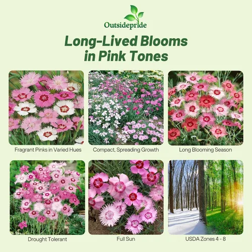 Miniatura 2 de Outsidepride Sweetness Semillas de Dianthus para plantar, 50 piezas de semillas de flores perennes fáciles de cultivar y resistentes con flores