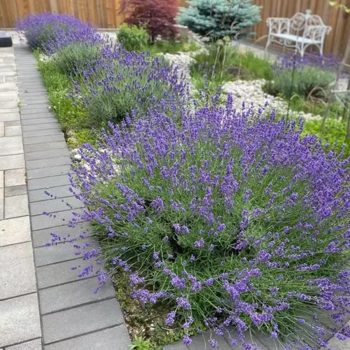Miniatura 6 de ZEshops 1000 semillas de lavanda – Floraciones de reliquia fragantes sin OMG para plantar al aire libre, plantas perennes aptas para polinizadores