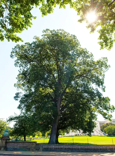 Miniatura 3 de TomorrowSeeds - Semillas de árbol de nuez - Más de 6 unidades - para plantar Carya Illinoensis Pawnee Nuez gigante Nuez Mantequera Nuez Mantequera
