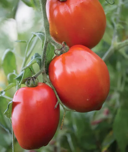Miniatura 4 de Burpee 'Big Mama' Hybrid Tomate de pasta roja grande 50 semillas
