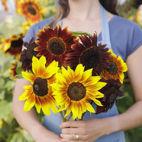 Miniatura 34 de Eden Brothers Semillas de girasol - Autumn Beauty