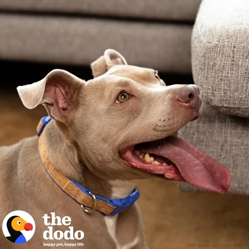 Miniatura 2 de The Dodo Collar de corcho para perro, rayas, talla pequeña; collar de material de corcho para perros, ropa diaria de mascotas; ajustable a presión