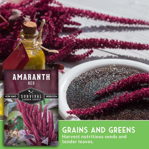 Miniatura 4 de Semillas de amaranto rojo para plantar, verduras de hoja verde comestible y variedad de granos, microgreens de rápido crecimiento o cosecha