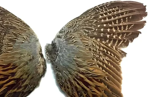 Miniatura 5 de 1 par - Juego de plumas de gallo de faisán natural (izquierda y derecha) para entrenamiento de perros