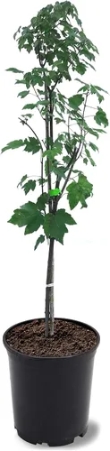 Miniatura 4 de American Plant Exchange Árbol de arce rojo grande de verano, maceta de 5 galones, 2-3 pies de alto, planta de jardín grande para exteriores