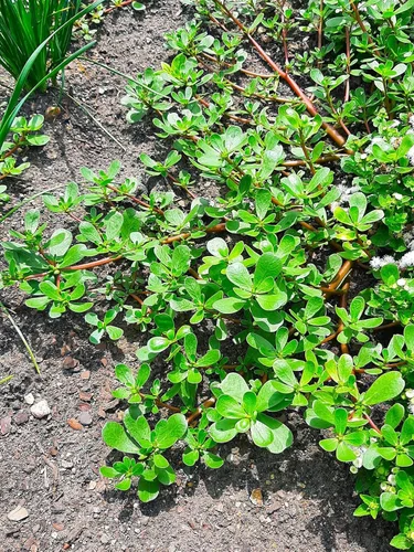 TomorrowSeeds - Semillas de verdolaga verde - Más de 15,000 unidades - para plantar 2026 Portulaca Oleracea Lechuga Verdolaga Pigweed Bakleh Bhaji