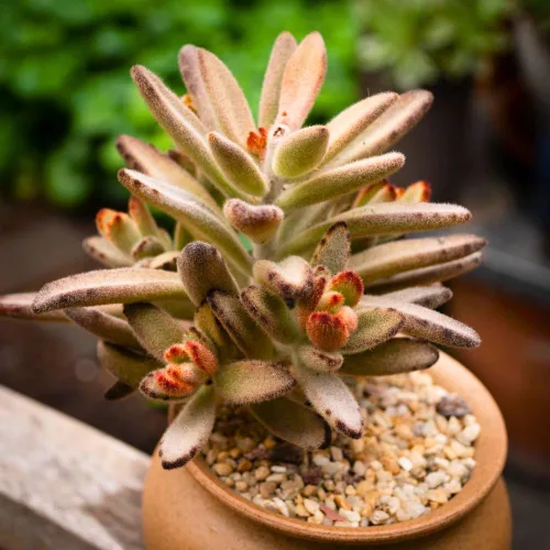 Planta de Kalanchoe viva, planta viva de Madre de miles en maceta de 2 pulgadas, planta suculenta rara de interior (Kalanchoe de chocolate)