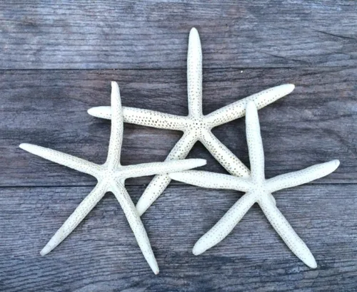 Miniatura 10 de Nautical Crush Trading Decoración de estrella de mar – Peces de estrella para manualidades – Paquete de 10 estrellas reales de mar blanco de 6-8