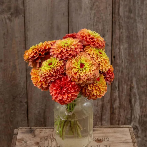 Miniatura 84 de Eden Brothers - Semillas de zinnia, cactus con flores, sin OMG, plantar en primavera, paquete, flores de bajo mantenimiento, zonas 3, 4, 5, 6, 7, 8