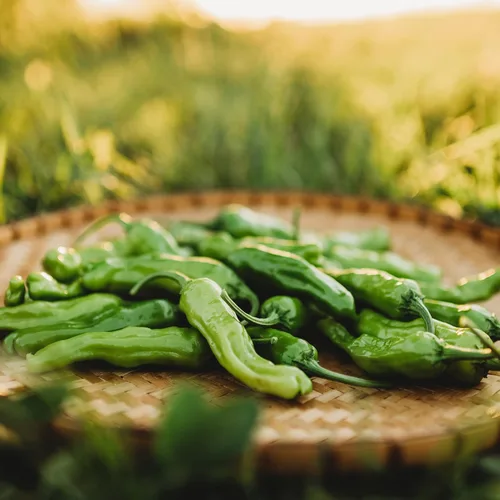 Miniatura 2 de Shishito Pepper - 25 semillas - Variedad de pimienta japonesa, semillas de vegetales sin OMG para plantar en el jardín de la casa, Thresh Seed