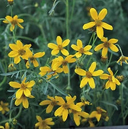 Miniatura 8 de Caléndula del pantano - Las flores brillantes de oro amarillo volverán a sembrar (25 - Semillas)