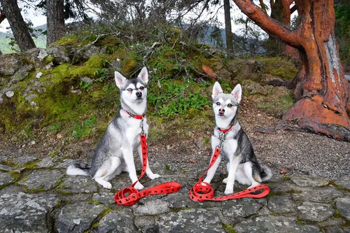 Miniatura 76 de EcoBark Correa para Perro - Correas Cómodas y Reflectantes con Asa Acolchada - Fuerte y Duradera de Alta Resistencia - Entrenamiento y Tiro