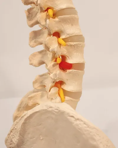Miniatura 8 de Axis Scientific - Columna vertebral flexible de tamaño natural con pelvis masculina, nervios y arterias espinales, incluye soporte de metal