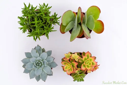 Miniatura 4 de Suculentas grandes y coloridas para exteriores – Surtido de 4 pulgadas – Plantas suculentas vivas para exteriores – Grandes suculentas vivas