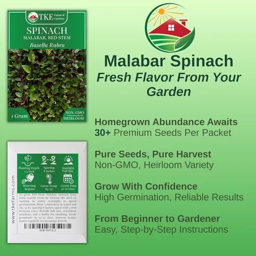 Miniatura 2 de TKE Farms & Gardens - Semillas de espinaca malabar roja para plantar, espinaca trepadora sin OMG, semillas nutritivas de vegetales asiáticos, 30