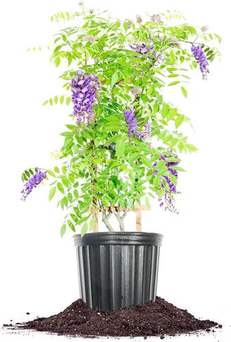 Miniatura 7 de Perfect Plants Enredadera de glicina colgante amatista 1 galón Arbusto vivo para plantación al aire libre Enredaderas de rápido crecimiento
