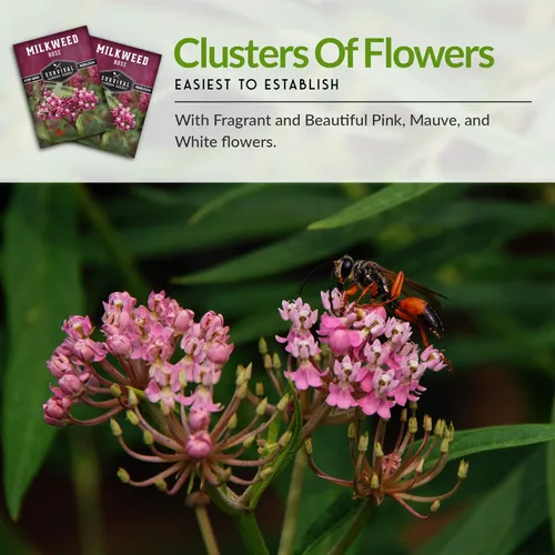 Miniatura 6 de Rose Swamp Semillas de algodoncillo para plantar, paquete con instrucciones para cultivar flores silvestres Asclepias Incarnata - Atrae mariposas