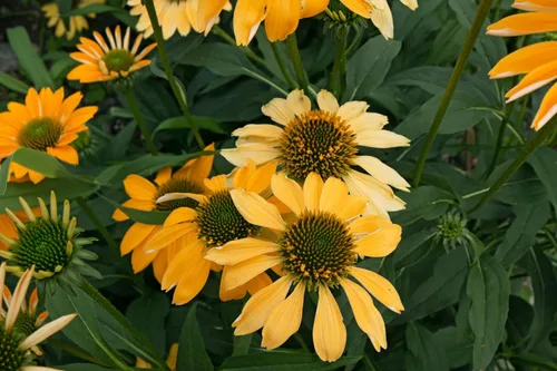 Miniatura 9 de 25 semillas de flor de hierba blanca y naranja rojo amarillo púrpura rosa blanco