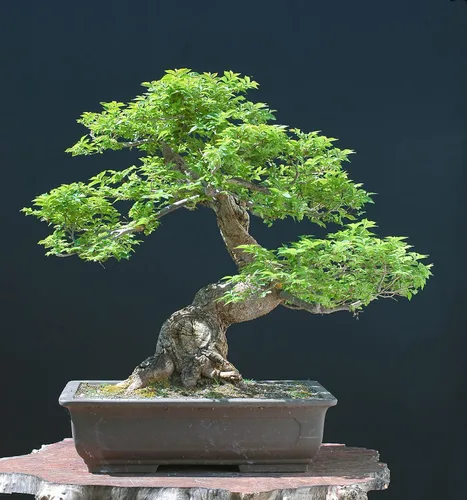 Semillas de árbol bonsái de olmo chino - 30 semillas - Espécimen de bonsái apreciado