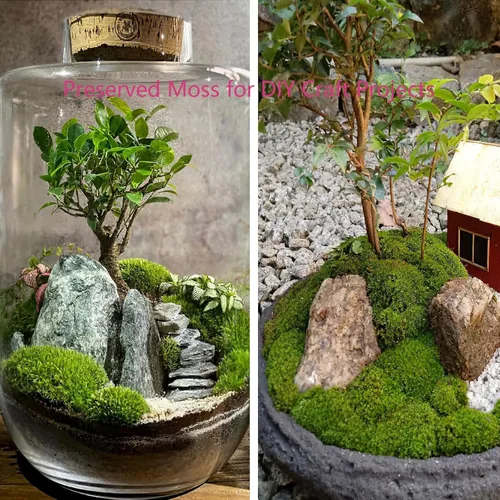 Miniatura 5 de FAICOIA Almohada de musgo preservado a granel verde natural preservado para plantas en maceta, 2.5 pies cuadrados, bolas de musgo verde