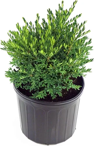 Miniatura 4 de Buxus micro. 'Tide Hill' (Boj) Evergreen, forma extendida, #2 - Tamaño Contenedor