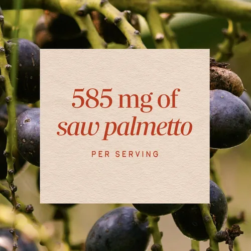Miniatura 4 de Nature's Way Saw Palmetto Berries, apoyo tradicional de próstata, suplemento de hierbas para hombres, 585 mg por porción, proyecto verificado sin