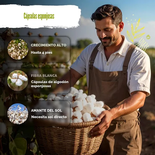 Miniatura 4 de KVITER 25 semillas de algodón blanco para plantar (Gossypium hirsutum) – Planta de algodón real, semillas de algodón para cultivo, semillas