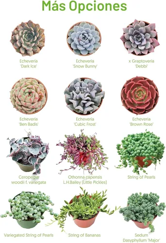 Miniatura 3 de Suculentas vivas "Baby Toes" (4 pulgadas), plantas suculentas totalmente enraizadas en macetas con tierra, planta de casa de fácil cuidado