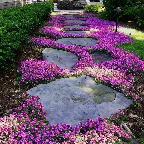 Miniatura 4 de Más de 20000 semillas de tomillo, hermosas semillas de tomillo morado, flores perennes de cobertura del suelo, semillas de tomillo no modificadas